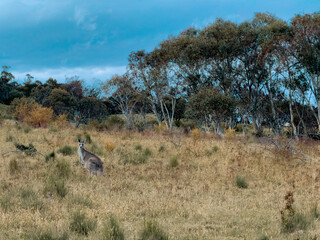 Snowy Mountains Wildlife Kosciuszko National