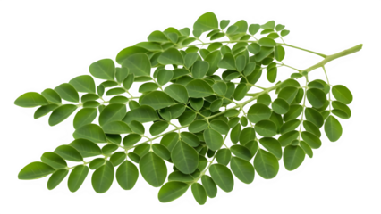 Fresh moringa oleifera leaves on a branch isolated on transparent background