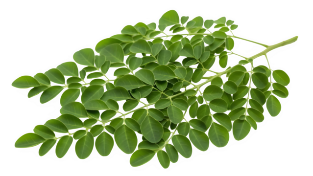 Fresh moringa oleifera leaves on a branch isolated on transparent background