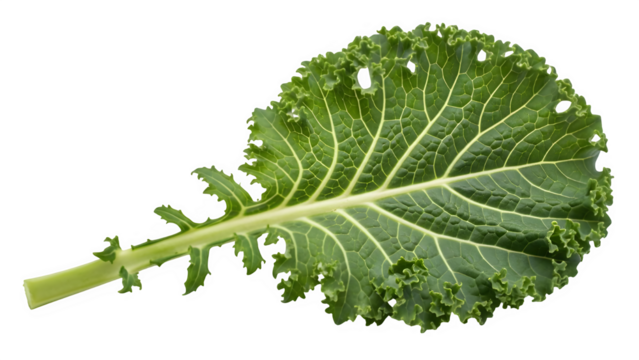 Single green kale leaf with textured surface isolated on transparent background