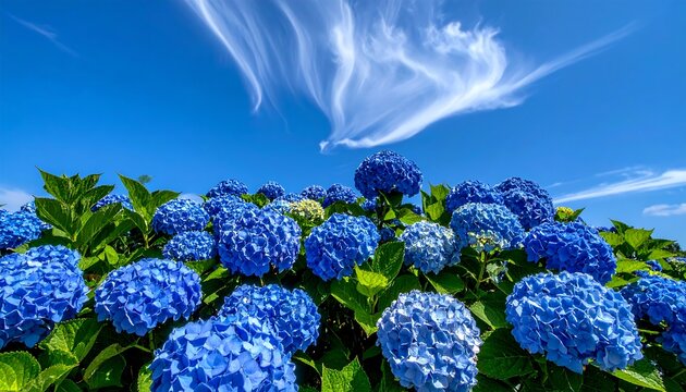 Hydrangeas in Full Bloom Under a Bright Blue Sky.