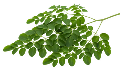 Fresh green moringa oleifera leaves branch isolated on transparent background