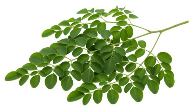 Fresh green moringa oleifera leaves branch isolated on transparent background - Powered by Adobe