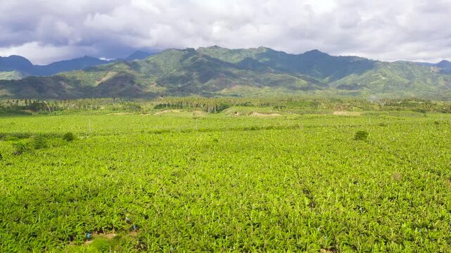 Aerial drone of Banana plantation showing the many large green leaves of banana plants. Philippines, Mindanao.