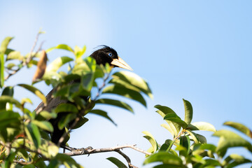 Crested Oropendola captured in the wild.