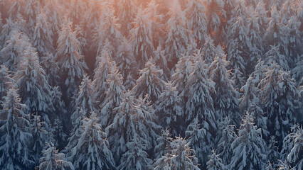 Snowy Forest Christmas Scene