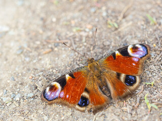 Peacock butterfly on the ground among the grass