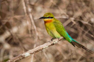 Sri Lankan birds in the wild 