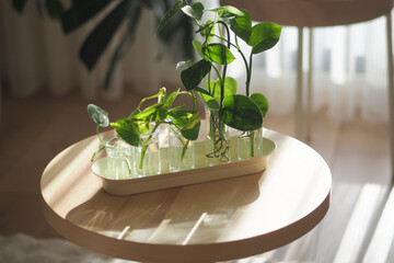 Green cuttings in a bright room show nature's beauty