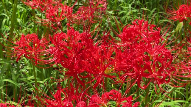 秋、満開、真っ赤に色づく巾着田の彼岸花