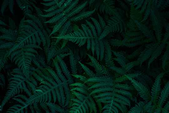 green fern background - Powered by Adobe