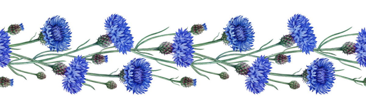 Blue cornflower seamless border watercolor illustration. Hand drawn centaurea cyanus meadow wildflower vintage style illustration. Bachelor's button border decor element isolated on white background