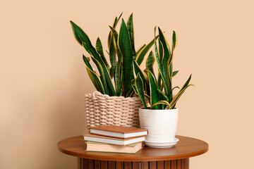 Table with sansevieria plants and books near beige wall in room, closeup