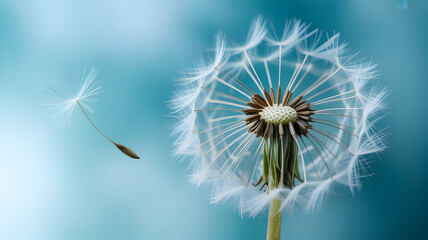 Fototapeta premium Dandelion puffball illustration with a single seed released and carried by the wind against a serene blue background