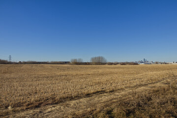 A Field of Wheat in the Autumn