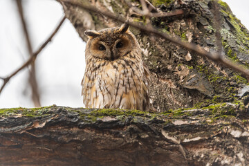 Long-eared owl (Asio otus), looking forward with wide opened eyes