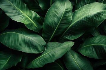 Obraz premium Close-up of lush green large tropical leaves with visible veins overlapping each other creating a dense natural texture and a calm organic atmosphere