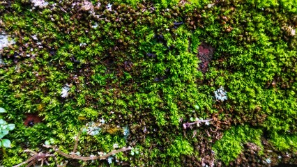 This is a close-up image of a vibrant green and dark brown moss covering a surface, likely a wall or rock. The texture is dense, fuzzy, and damp, with small, bright green, leafy structures dominant.
