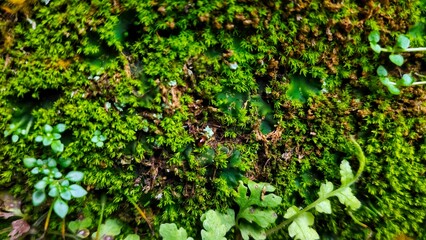 This is a close-up image of a vibrant green and dark brown moss covering a surface, likely a wall or rock. The texture is dense, fuzzy, and damp, with small, bright green, leafy structures dominant.

