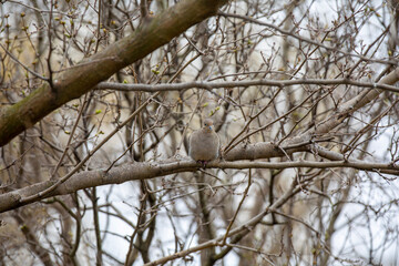 A mourning dove (zenaida macroura) perched on a branch in the winter.