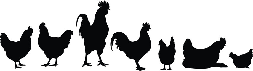 Silhouettes of chickens and roosters standing together in various poses, showcasing farm life, poultry, and rural lifestyle in nature