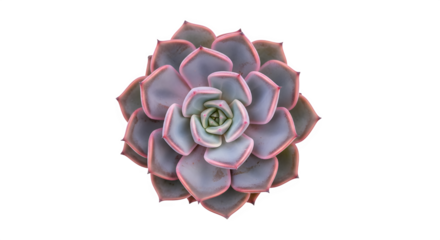Echeveria succulent plant isolated on transparent background