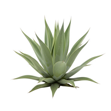 Agave plant isolated on transparent background