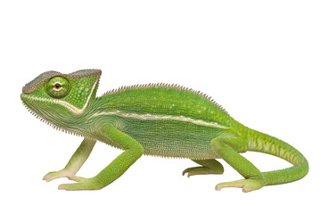 Fototapeta premium A green lizard with distinctive features stands poised against a clean white background. its unique anatomy and texture. ideal for educational and wildlife-related content
