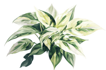 Fototapeta premium Lush green and cream variegated leaves of a tropical plant. elegantly arranged in a natural setting. foliage against a clean white background. ideal for botanical illustrations
