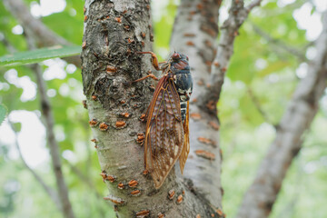 アブラゼミが桜の木にとまっている