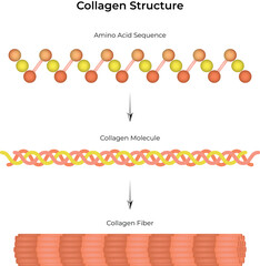 Collagen Structure from Amino Acid Sequence to Fiber Vector Illustration