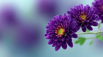 Two detailed purple chrysanthemums are in sharp focus against a softly blurred background of purple and blue hues. The flowers have yellow and orange centers an