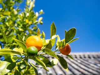 橘寺に実る橘の実と秋晴れの風景