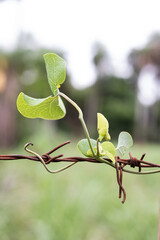 Leaf Entwined with Barbed Wire Reaching Toward Sky - Metaphor resilience, perseverance, growth, positivity