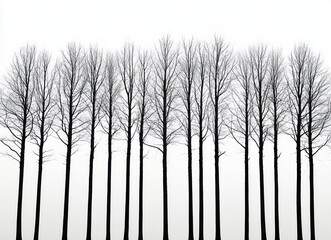 row of tall leafless trees in even spacing with bare branches as black silhouettes against a pale foggy sky, minimalist and serene winter scene