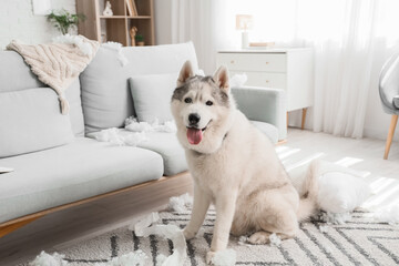 Naughty dog with filling from torn pillow on carpet at home