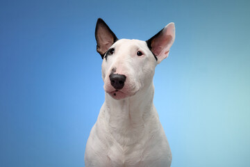 A white Bull Terrier with black ears sits calmly against a gradient blue background. The dog's...