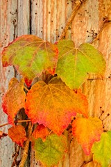 Closeup of vivid red, yellow and green Boston ivy, Parthenocissus tricuspidata, Arizona