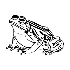 wildlife and nature: frog illustration
