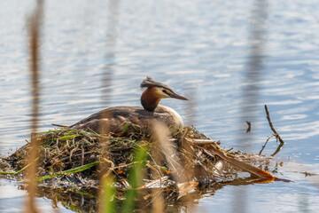 Great Crested Grebe, Podiceps cristatus, water bird sitting on the nest, nesting time on the green lake