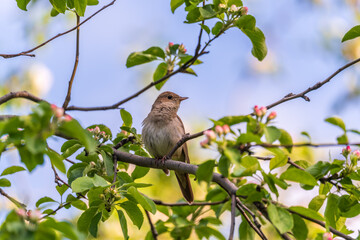 Obraz premium Thrush Nightingale, Luscinia luscinia. A bird sits on a tree branch and sings