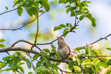 Thrush Nightingale, Luscinia luscinia. A bird sits on a tree branch and sings