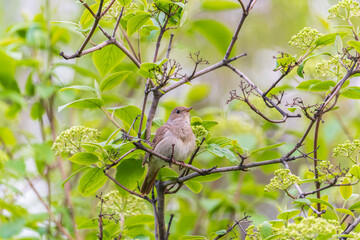 Thrush Nightingale, Luscinia luscinia. A bird sits on a tree branch and sings