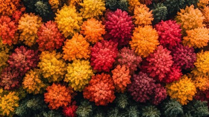 Autumn forest canopy, vibrant colors (3)