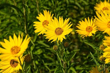 Closeup of a vivid yellow Western Sunflower, Helianthus occidentalis. A honey bee, Apis mellifera, is on one of the flowers, Arizona.