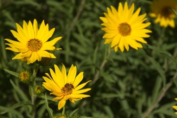 Closeup of a vivid yellow Western Sunflower, Helianthus occidentalis. A honey bee, Apis mellifera, is on one of the flowers, Arizona.