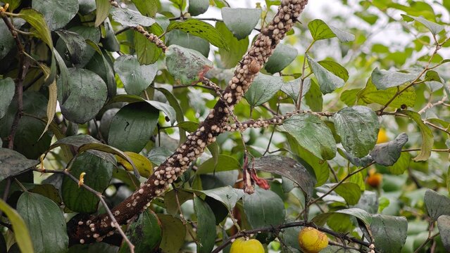 Mealybug on jujube tree branch.