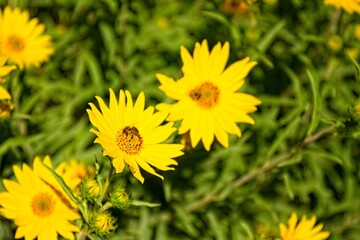 Closeup of a vivid yellow Western Sunflower, Helianthus occidentalis. A honey bee, Apis mellifera, is on one of the flowers, Arizona.