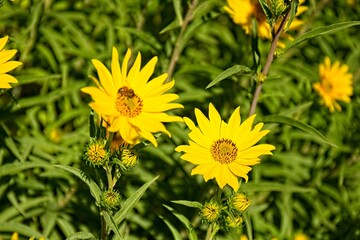 Closeup of a vivid yellow Western Sunflower, Helianthus occidentalis. A honey bee, Apis mellifera, is on one of the flowers, Arizona.