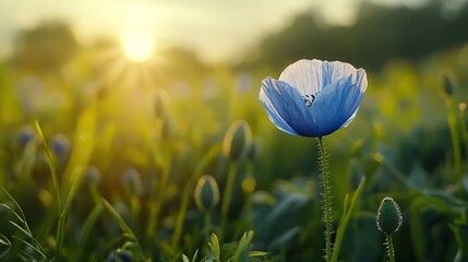 A single blue poppy flower in a field with a blurred background, illuminated by a warm sunset.